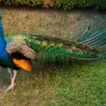 Peacock Bird Spiritual Symbolism & Meaning