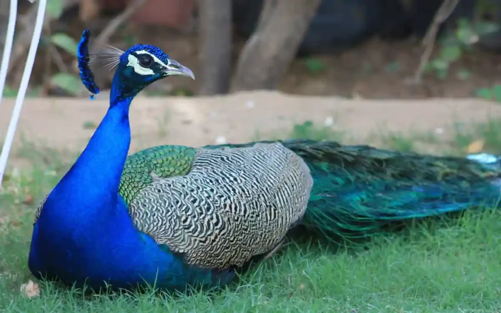 Peacock Bird Spiritual Symbolism, Meaning
