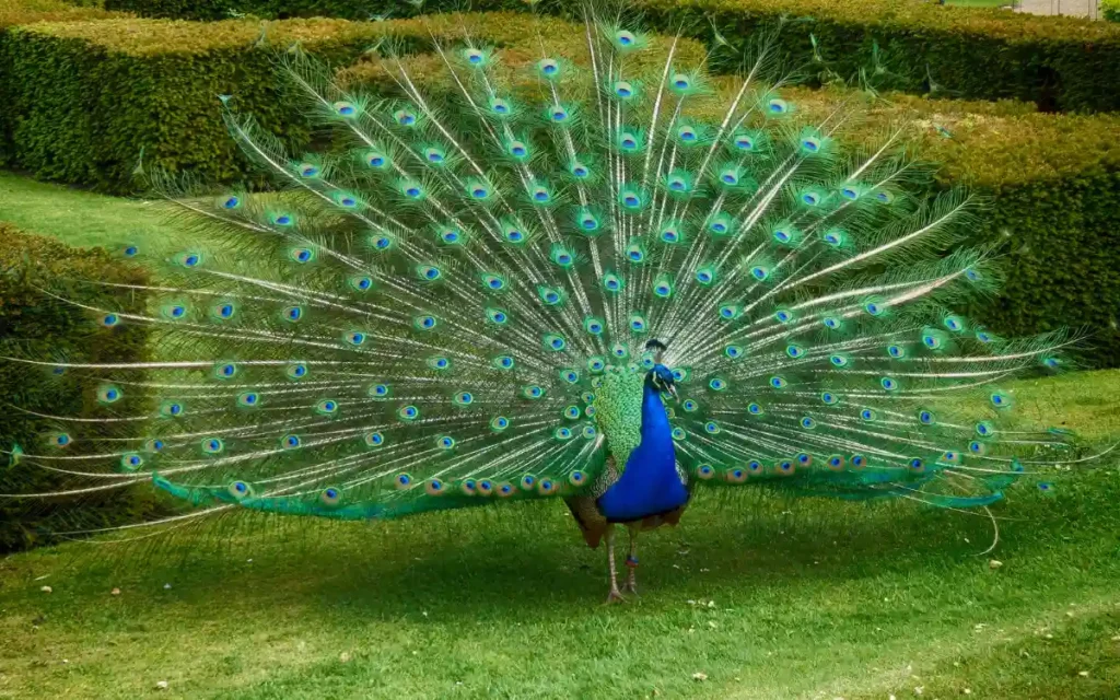 Peacock Bird Spiritual Symbolism and Meaning