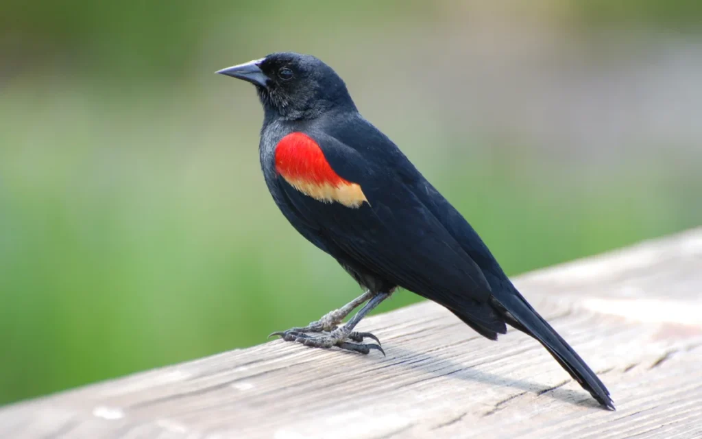 Spiritual Meanings of the Red-Winged Blackbird