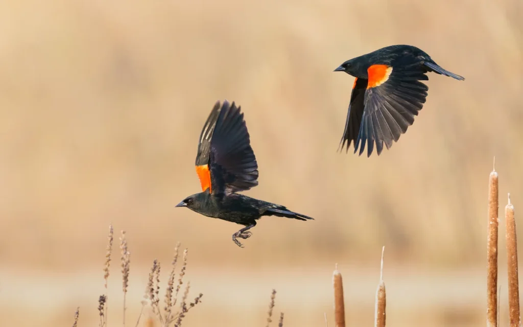 How to Connect With the Red-Winged Blackbird’s Energy