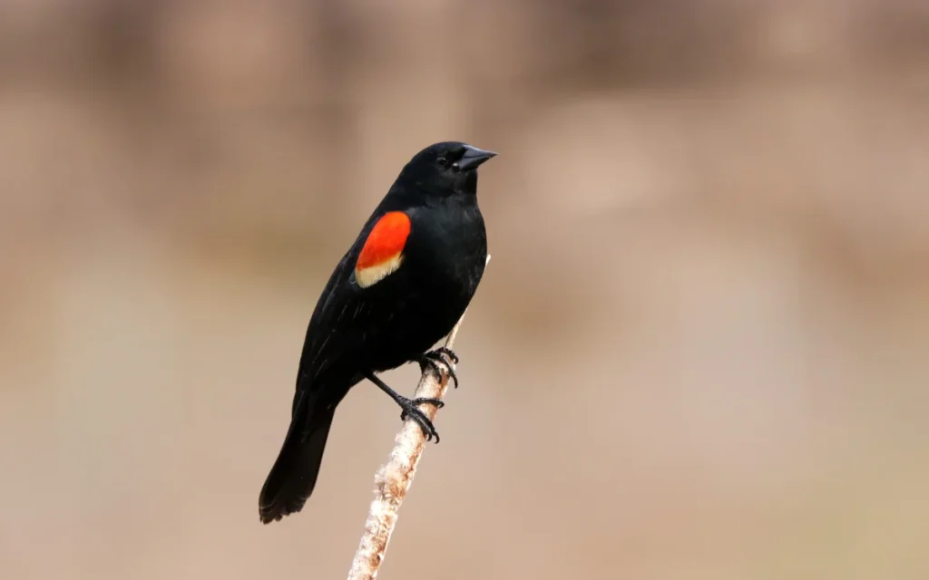 Red-Winged Blackbird Spiritual Meaning and Symbolism