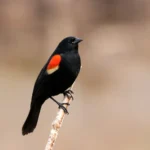 Red-Winged Blackbird Spiritual Meaning and Symbolism