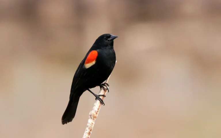 Red-Winged Blackbird Spiritual Meaning and Symbolism
