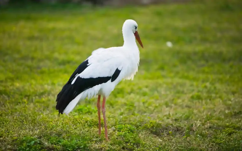 Stork Bird Spiritual Symbolism & Meaning