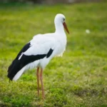 Stork Bird Spiritual Symbolism & Meaning