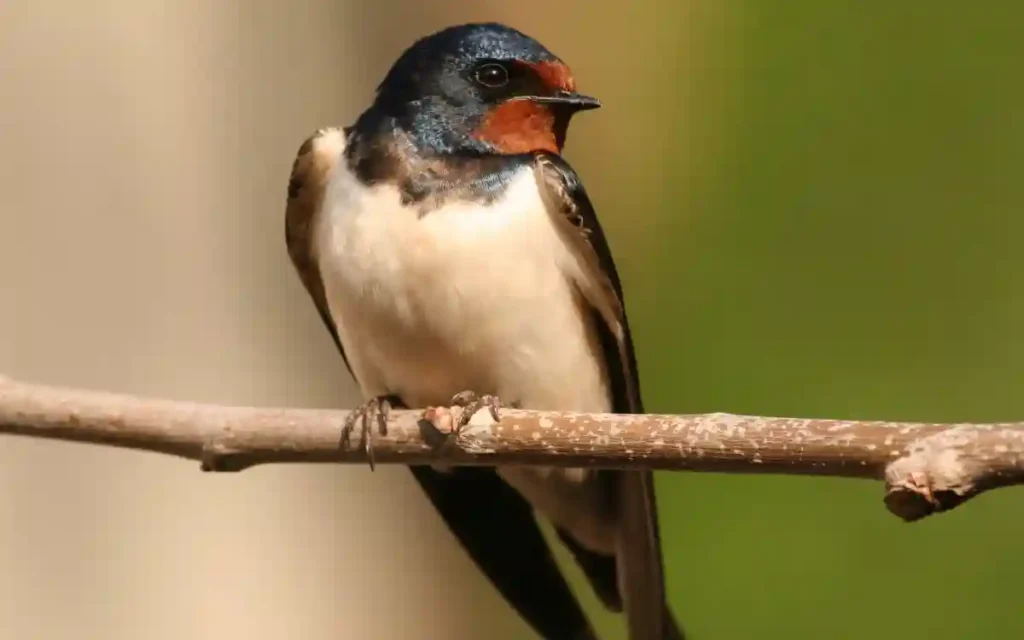 Swallow Bird Spiritual Symbolism & Meaning