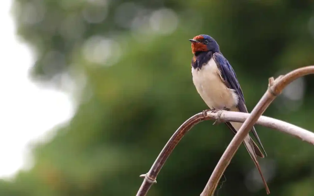 Swallow Bird Spiritual Symbolism