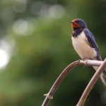 Swallow Bird Spiritual Symbolism