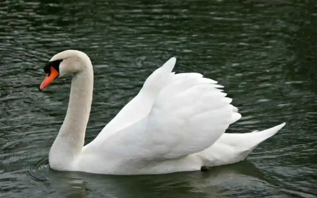 Swan Bird Spiritual Symbolism & Meaning