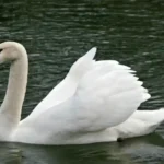 Swan Bird Spiritual Symbolism & Meaning