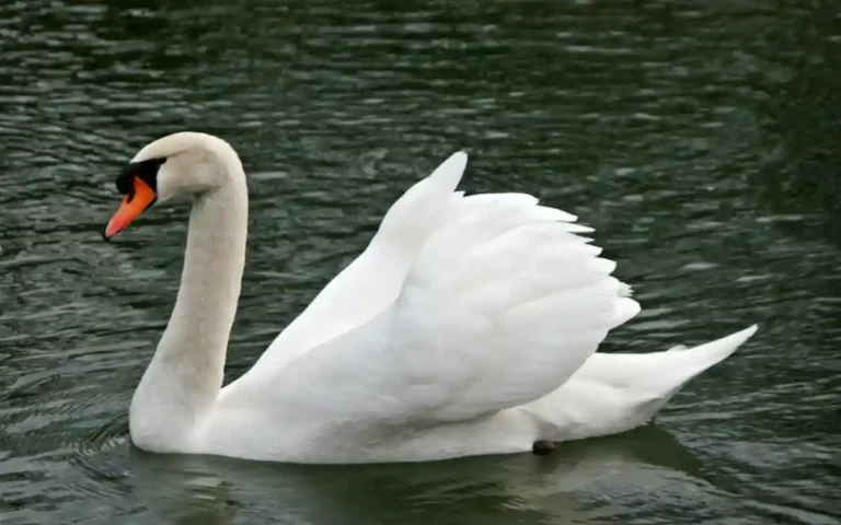 Swan Bird Spiritual Symbolism & Meaning
