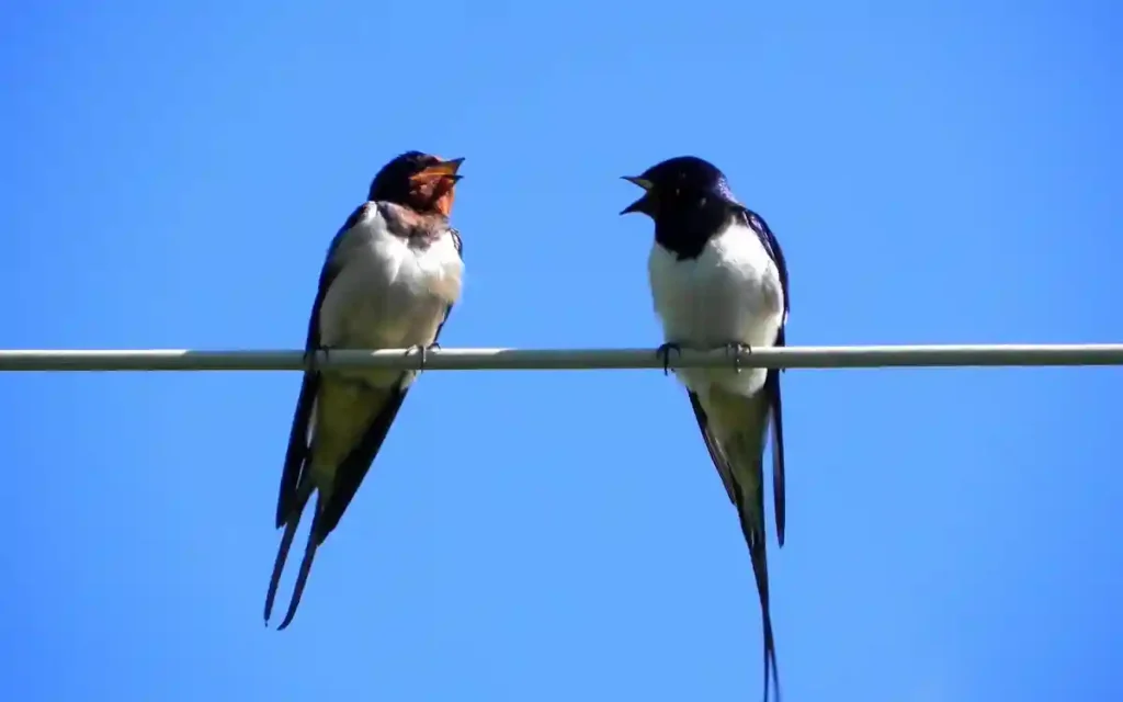Two Swallow Bird Spiritual Symbolism & Meaning