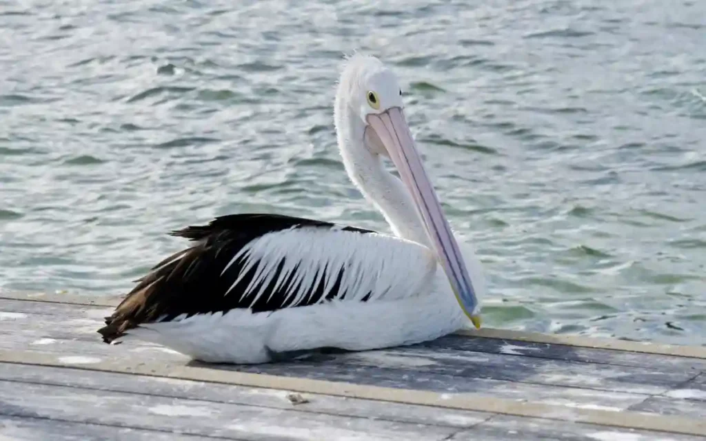 Pelican Spiritual Meaning and Symbolism