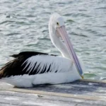 Pelican Spiritual Meaning and Symbolism