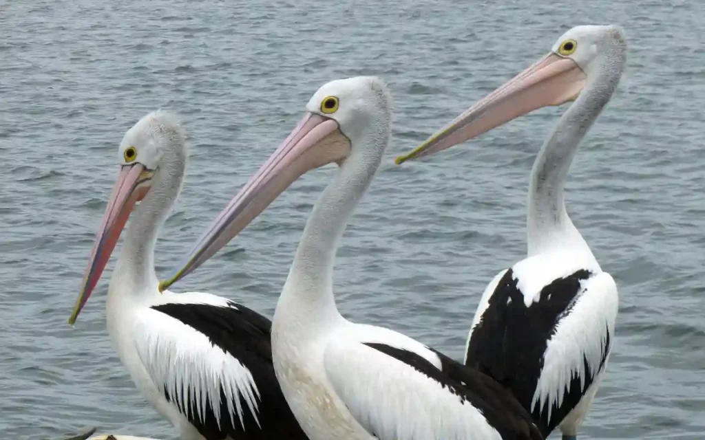 Pelican Spiritual Meaning and Symbolism