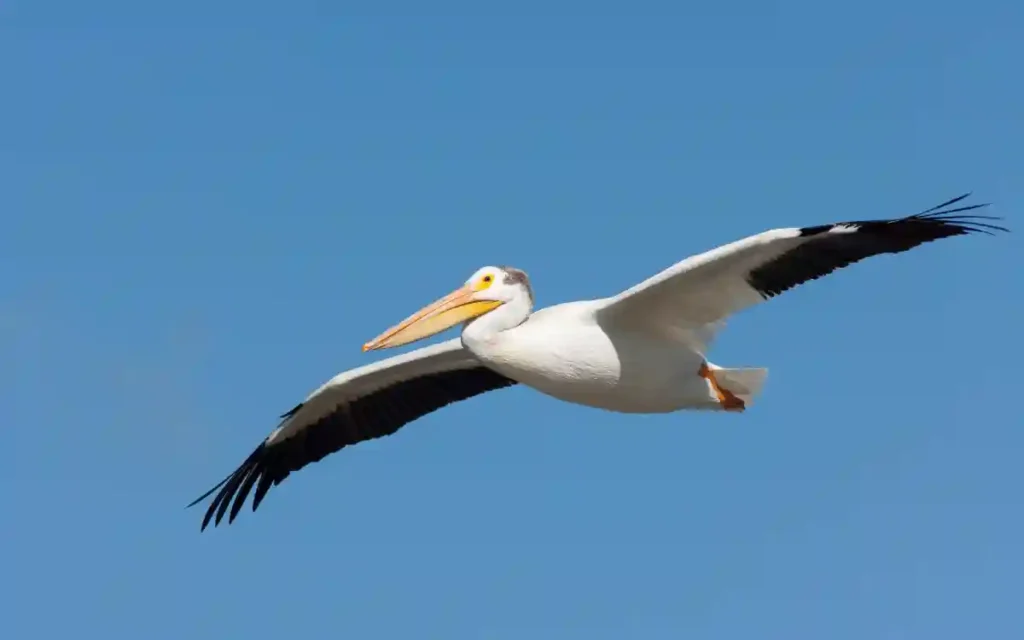 Pelican Spiritual Meaning and Symbolism