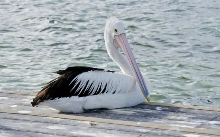Pelican Spiritual Meaning and Symbolism