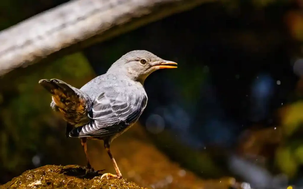 American Dipper