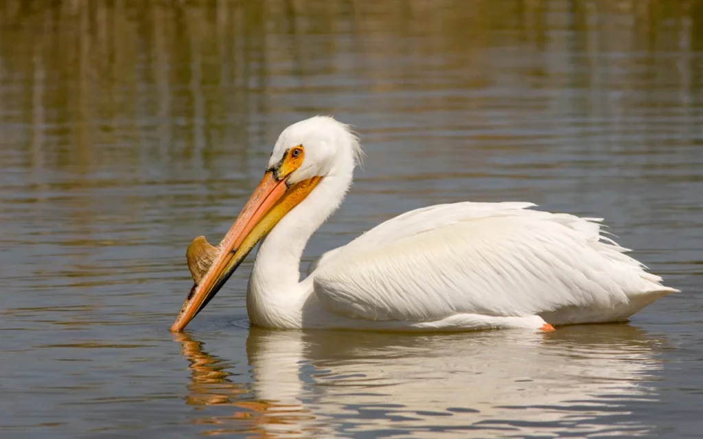 American White Pelican