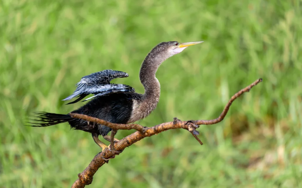Anhinga (a.k.a. Snakebird)