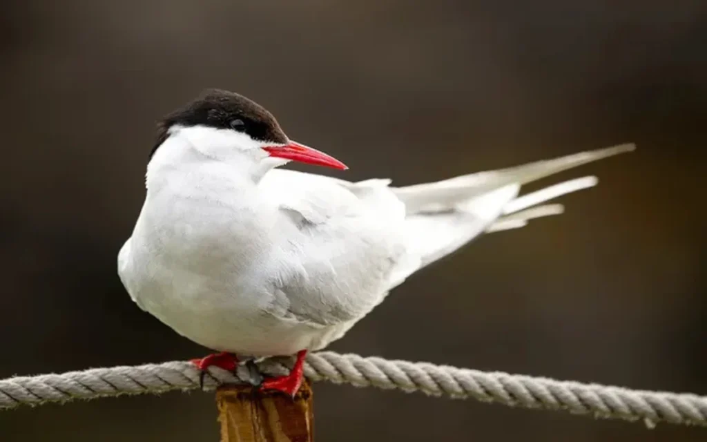 Arctic Tern