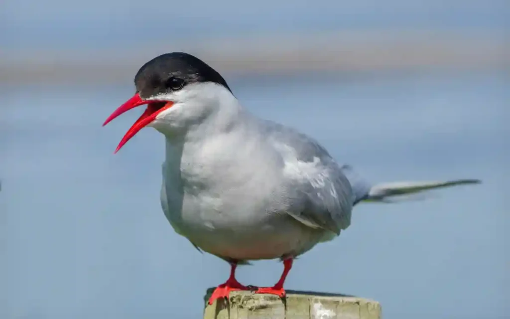 Arctic Tern