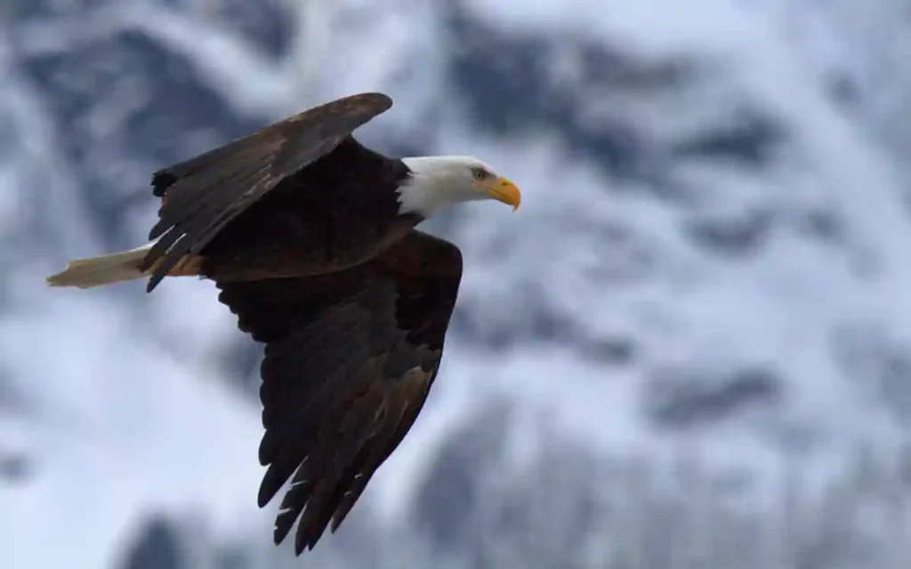 Bald Eagle