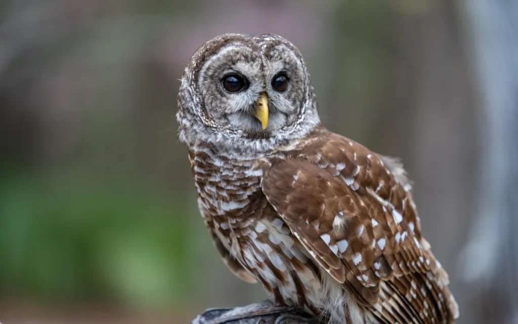 Barred Owl