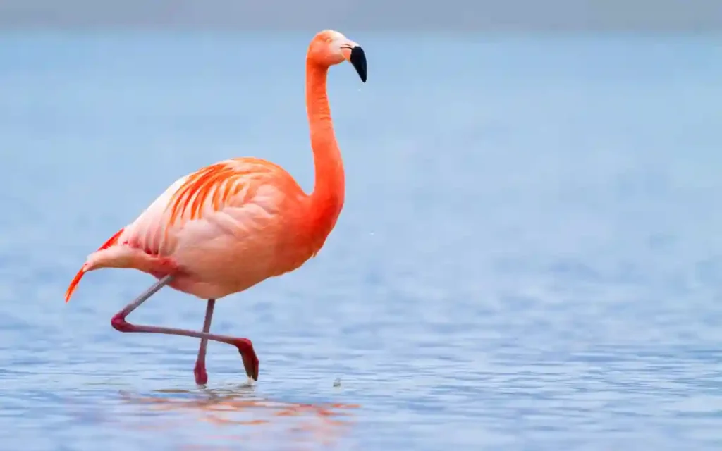 Flamingo Spiritual Meaning and Symbolism