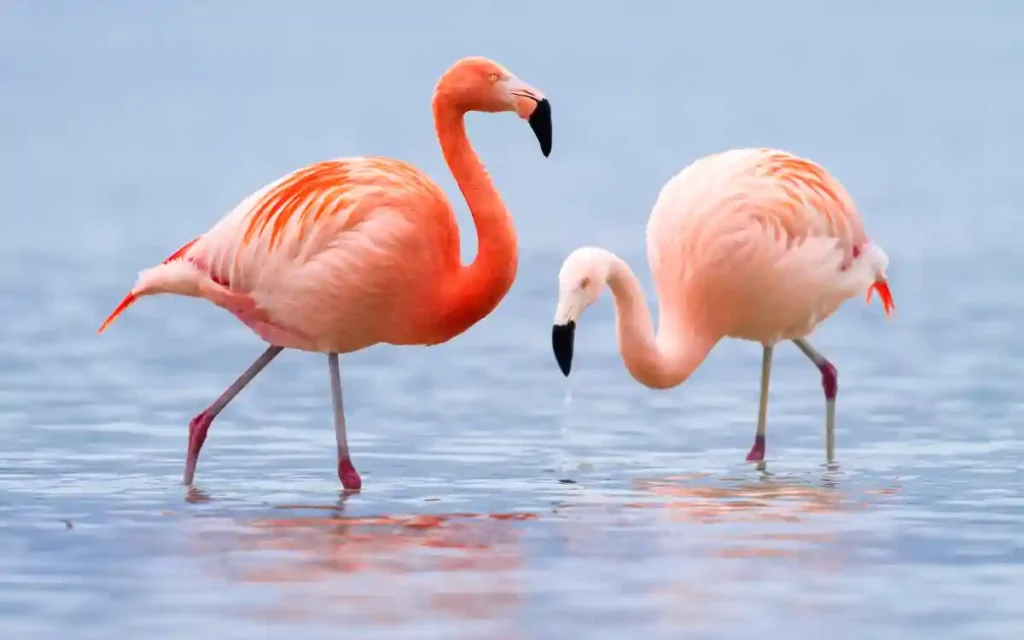 Flamingo Spiritual Meaning and Symbolism