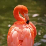 Flamingo Spiritual Meaning and Symbolism
