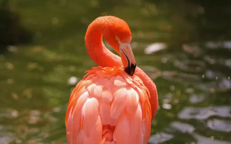 Flamingo Spiritual Meaning and Symbolism