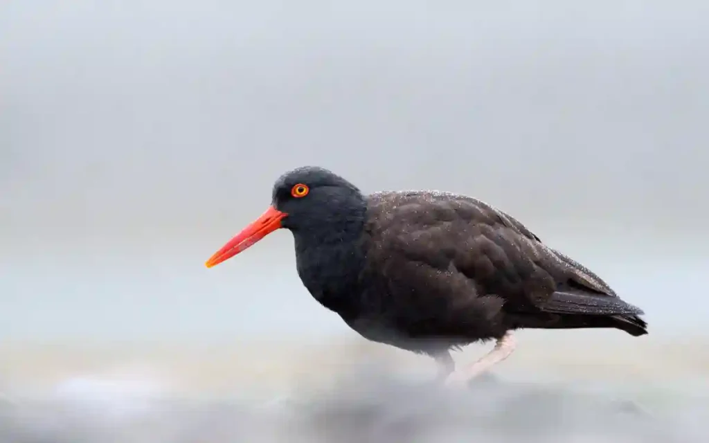 Black Oystercatcher