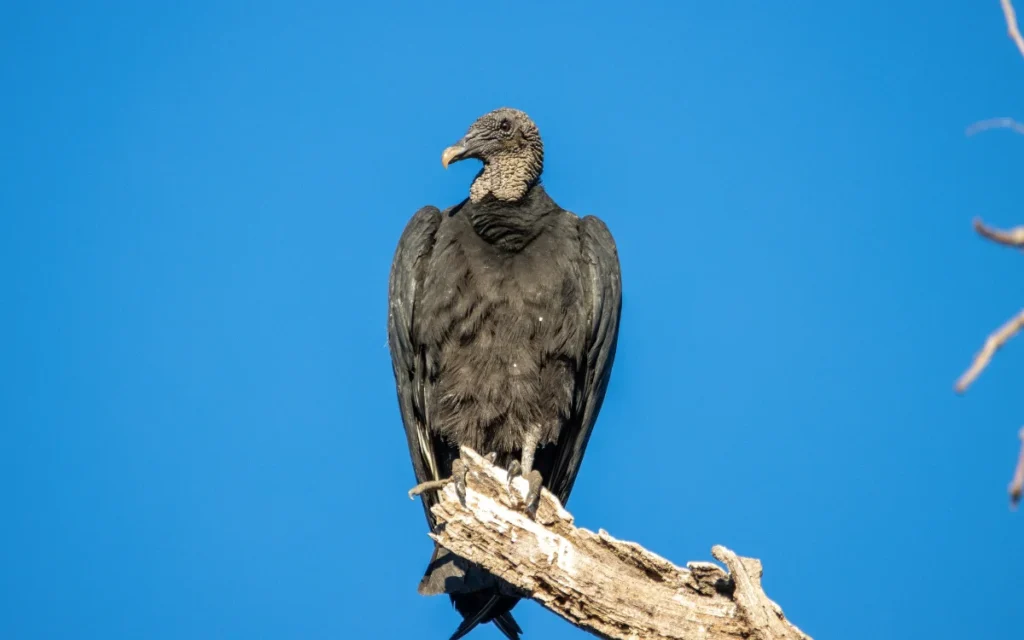 Black Vulture