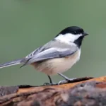 Black-capped Chickadee Alaska beautiful birds