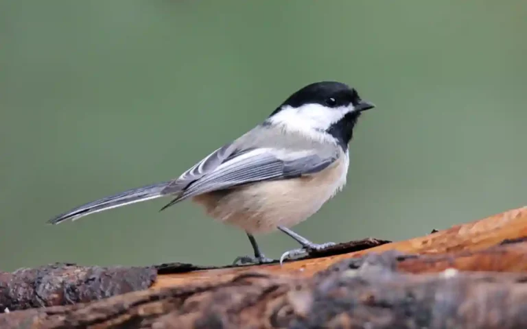 Black-capped Chickadee Alaska beautiful birds