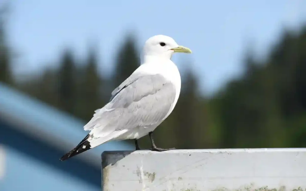 Black-legged Kittiwake