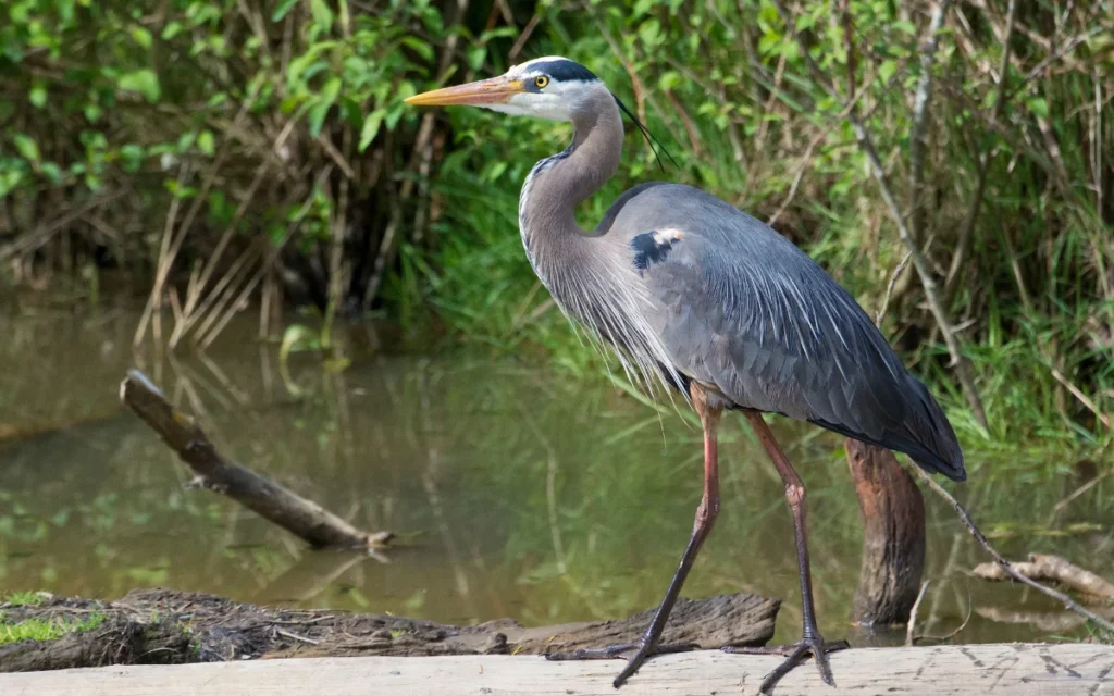 Blue Heron
