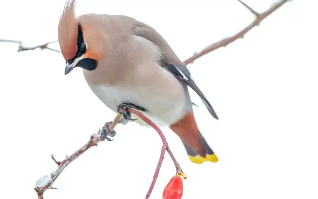 Bohemian Waxwing
