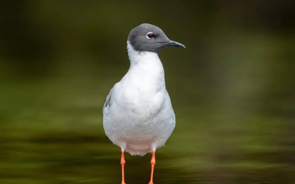 Bonaparte’s Gull