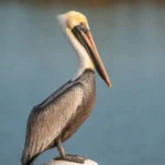 Brown Pelican - Largest Birds in Alabama