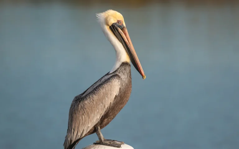 Brown Pelican - Largest Birds in Alabama