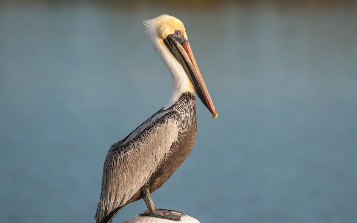Brown Pelican - Largest Birds in Alabama