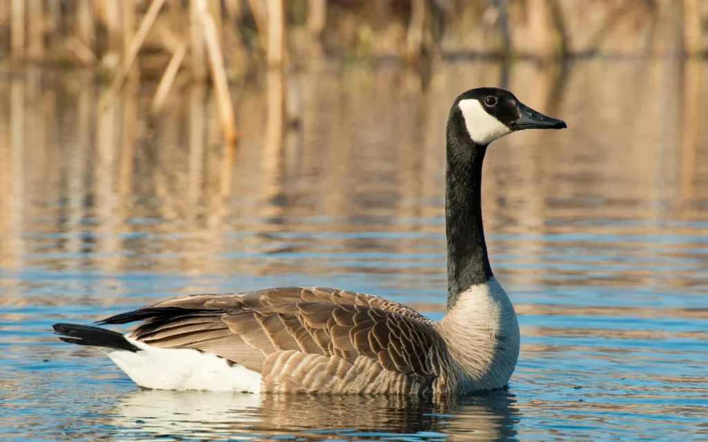 Canada Goose