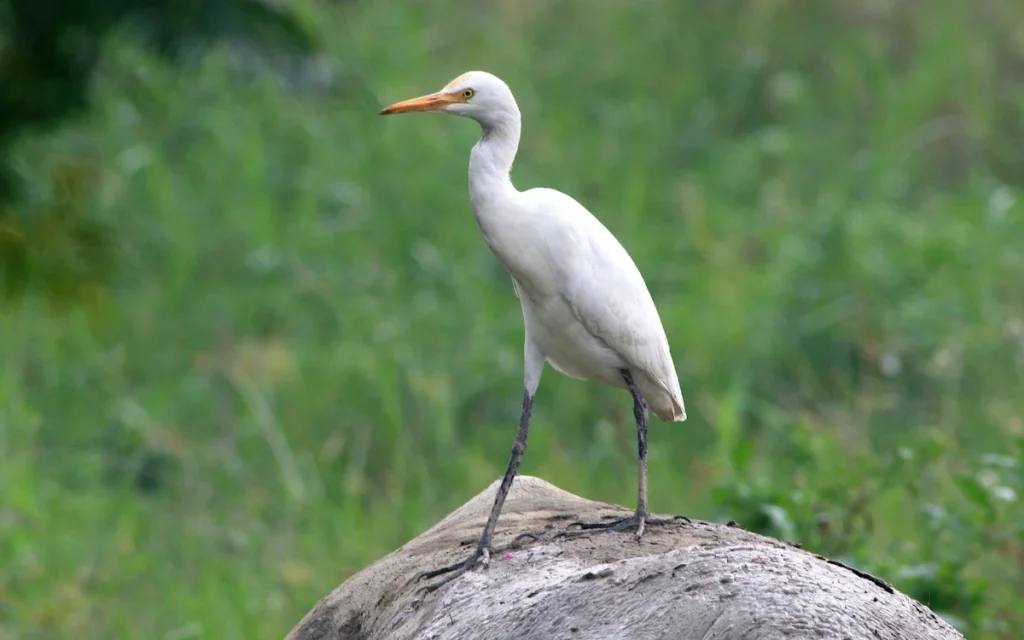 Cattle Egret