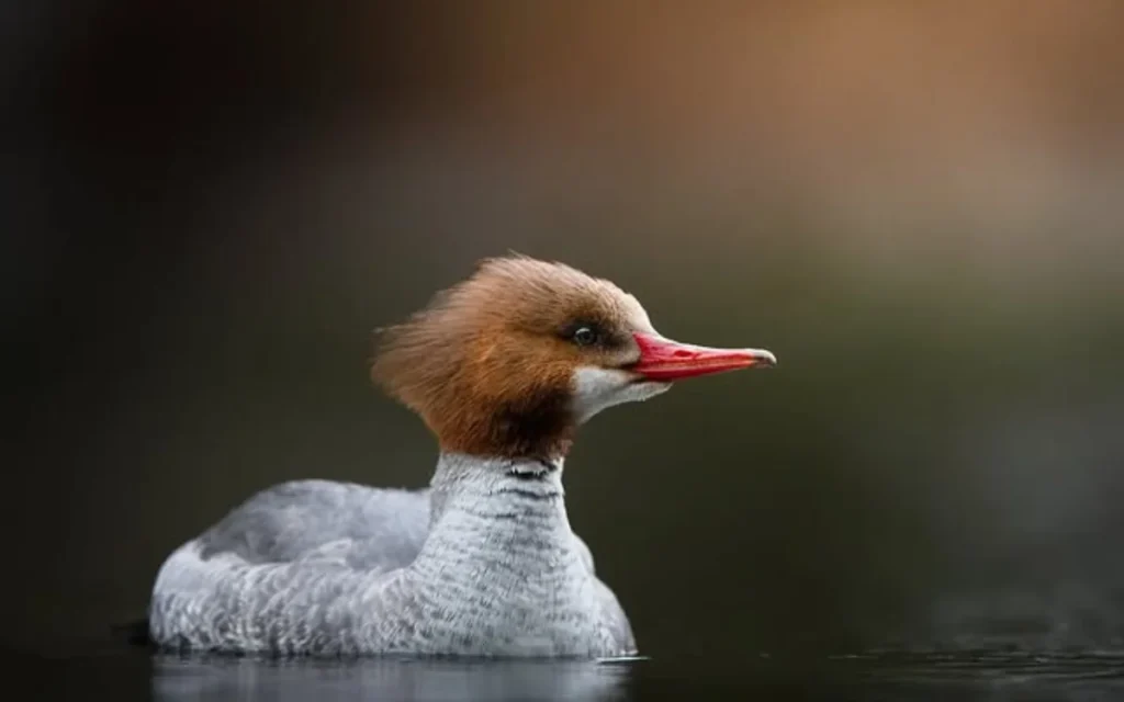 Common Merganser