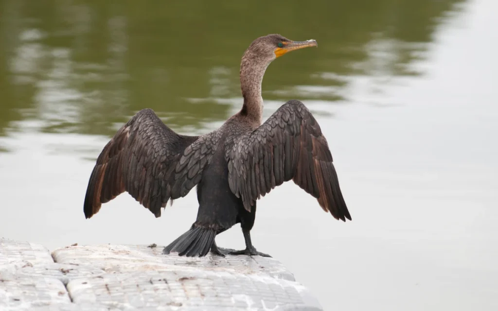 Double-crested Cormorant