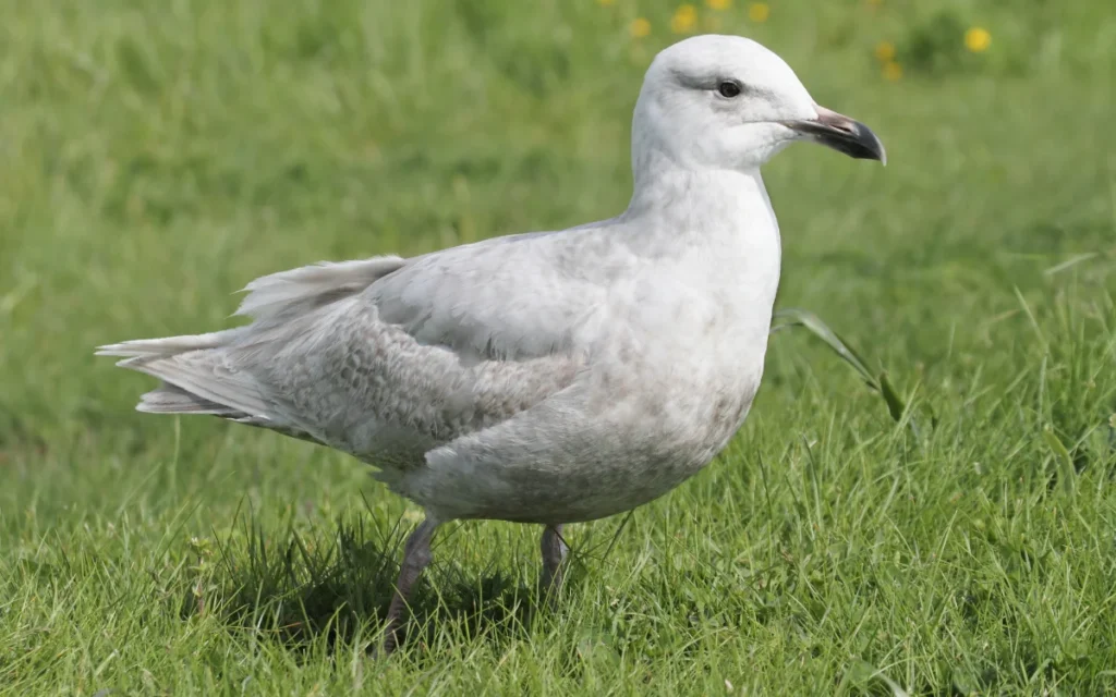 Glaucous Gull
