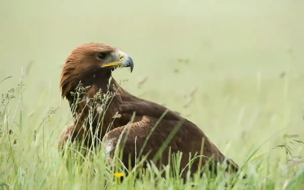Golden Eagle